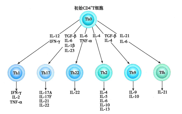 人类免疫细胞T细胞解读及marker