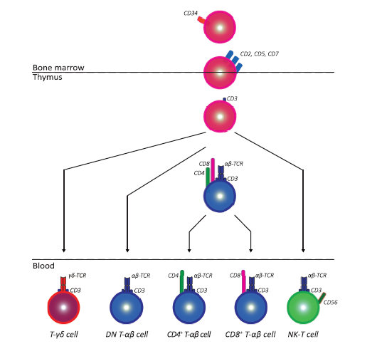 浅谈T细胞免疫分型----From Cytometry