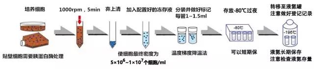 细胞培养基础知识详解-细胞的复苏、传代和冻存