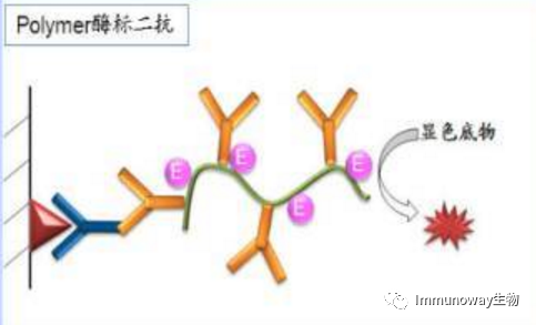 免疫组化（IHC）│常见问题及解析集锦