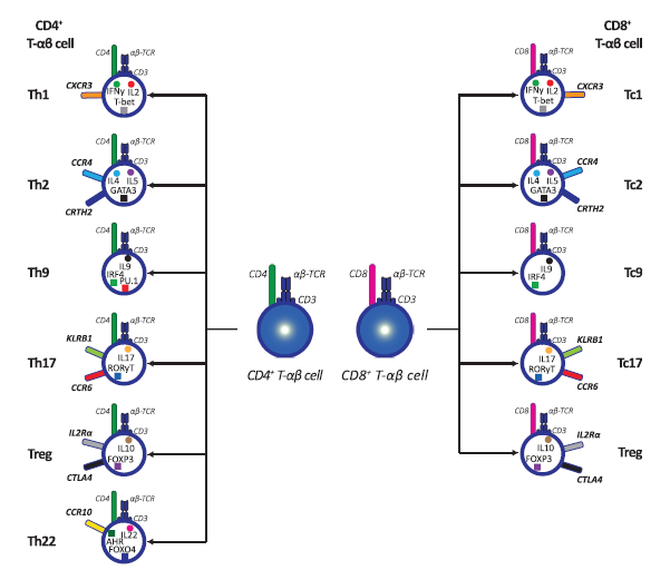 浅谈T细胞免疫分型----From Cytometry