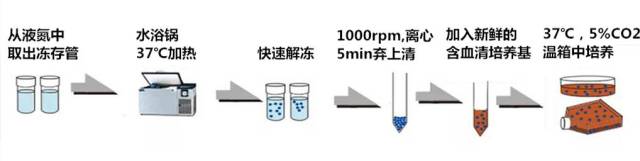 细胞培养基础知识详解-细胞的复苏、传代和冻存