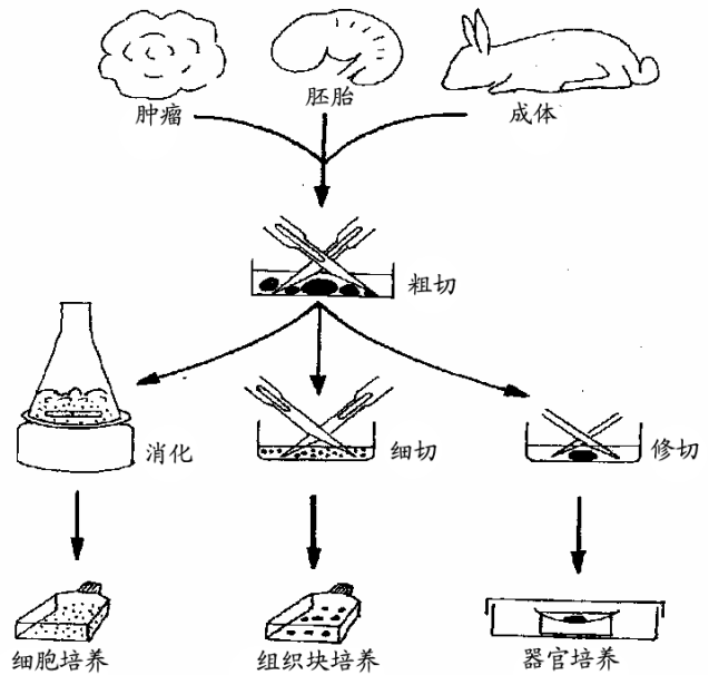 细胞培养相关知识