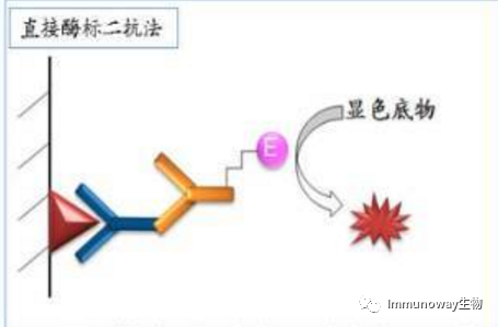 免疫组化（IHC）│常见问题及解析集锦