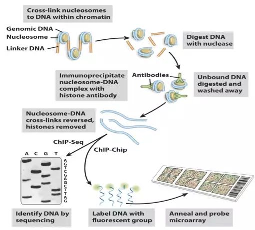 ChIP 抗体选择指南！